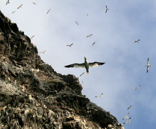 Vogelkolonien auf der Insel Runde